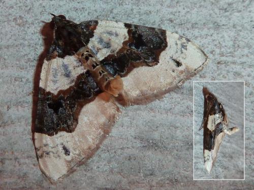 Réf. 222 101 : Cosmorhoe ocellata